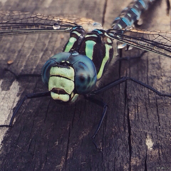 Dragonfly - My, The photo, Dragonfly, Insects, Foreshortening