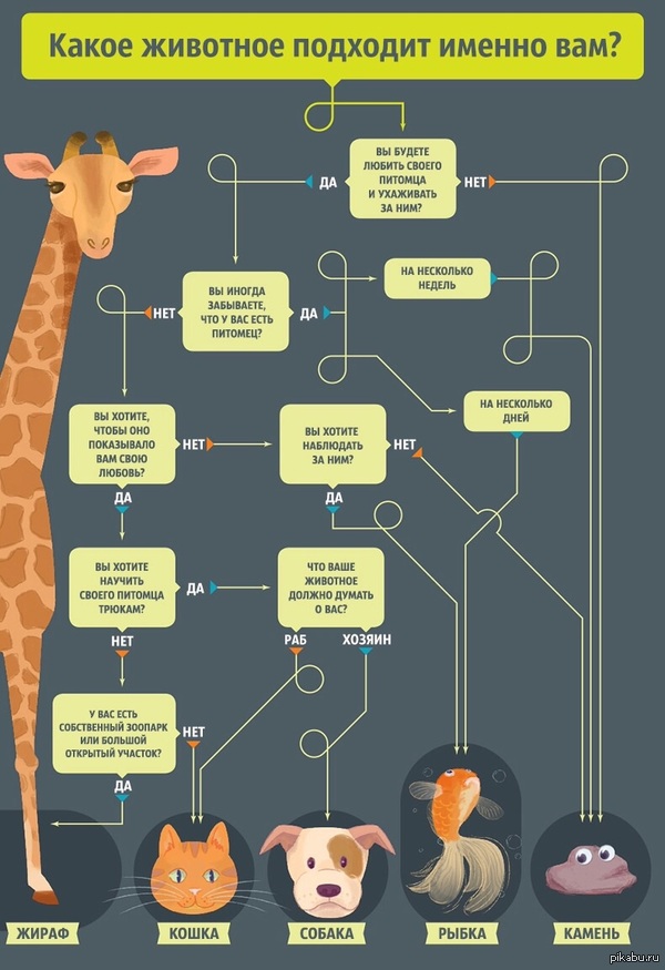 Затрудняетесь в выборе домашнего животного? - Тест, ADME
