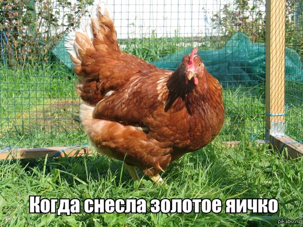 ������� ����