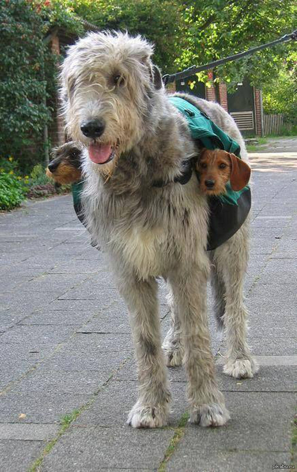 Irish wolfhound with moral support group - Dog, Irish wolfhound, Ammunition