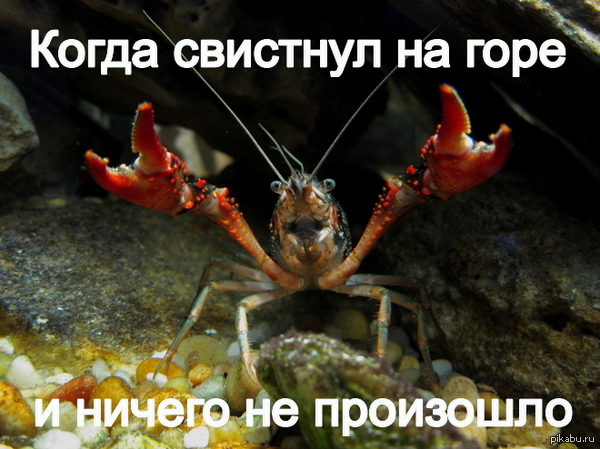 �� �������