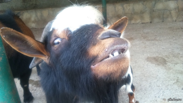 ����������� ������ �� ����������� �������� � �����