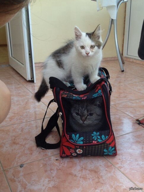 ����� ��������