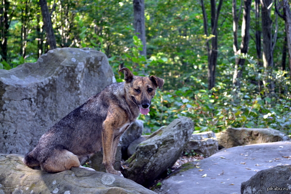 Собака на развалинах дольмена