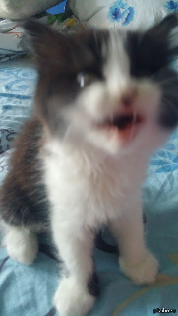 Сфотографировал кота