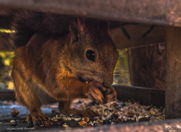 Процесс поедания орехов