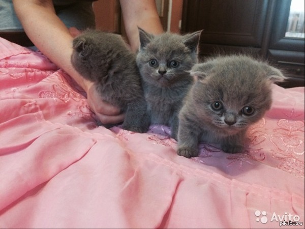 �� ��� ��� ���...