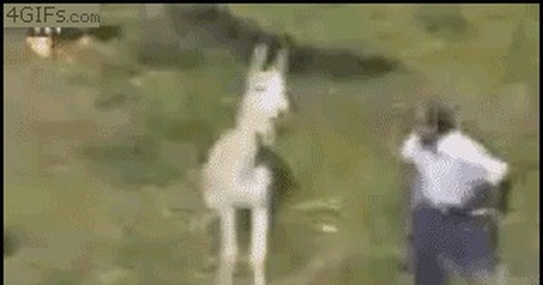 Bachelor Party Donkey Gif