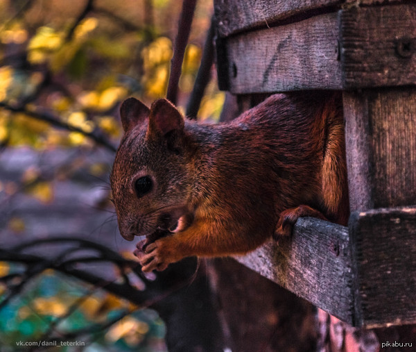 Просто белочка