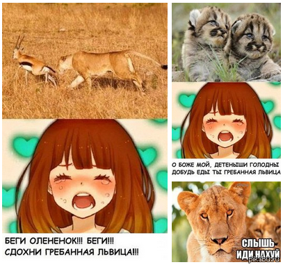 Why would a lioness hunt for food for cheetah cubs? - Accordion, Picture with text, In contact with, Public, Mat, Repeat