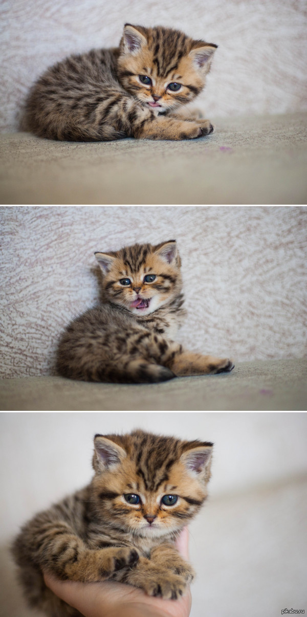 � ��� ������� ������� ���������