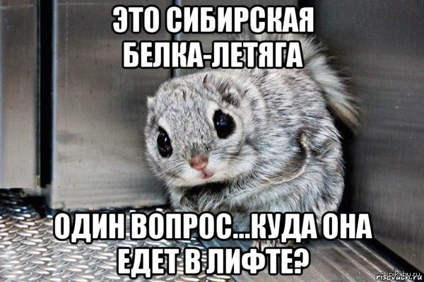 Siberian flying squirrel in an elevator - Flying squirrel, Siberian flying squirrel, In the elevator, Elevator, Question