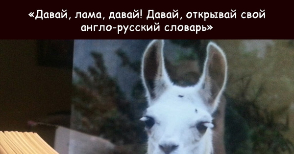 Текс песни а4 лама. Давай лама давай. Давай лама давай Сплин. Песня лама. Давай лама давай Сплин текст.