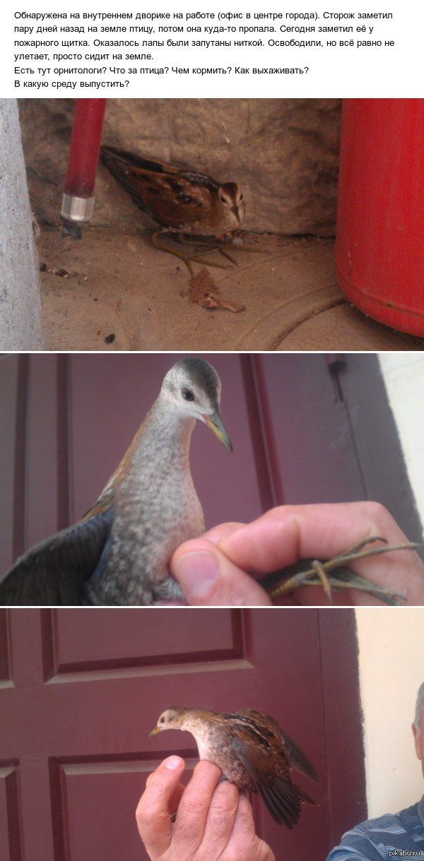 ��� �� �����? ��������� � ������������� ������ Pikabu