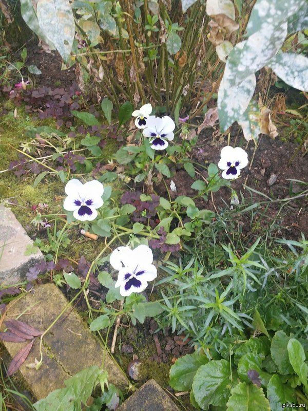 Angry plants 