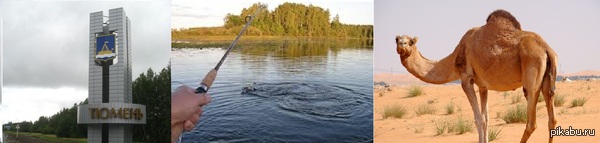 Тюмень. рыбалка. верблюд