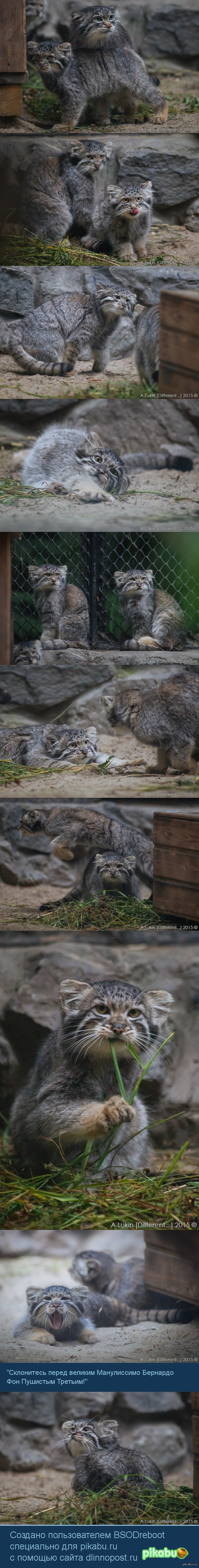 Погладь кота!