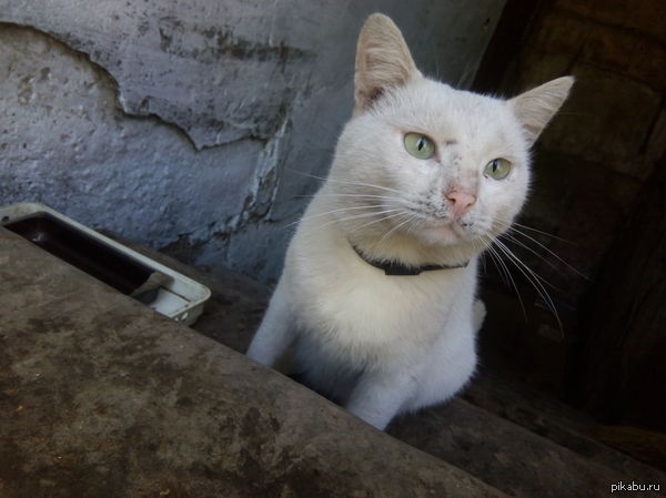 Local basement cat - My, cat, Photo, My