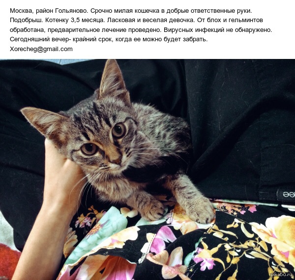 котенок в добрые ответственные руки