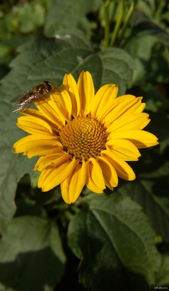 Фотография цветка