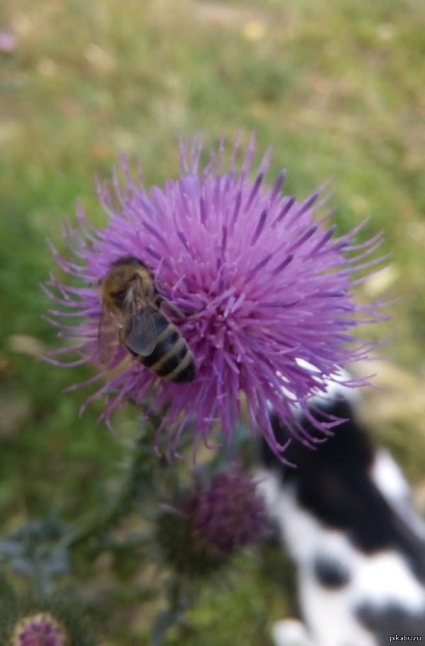 фотография пчелы на цветке