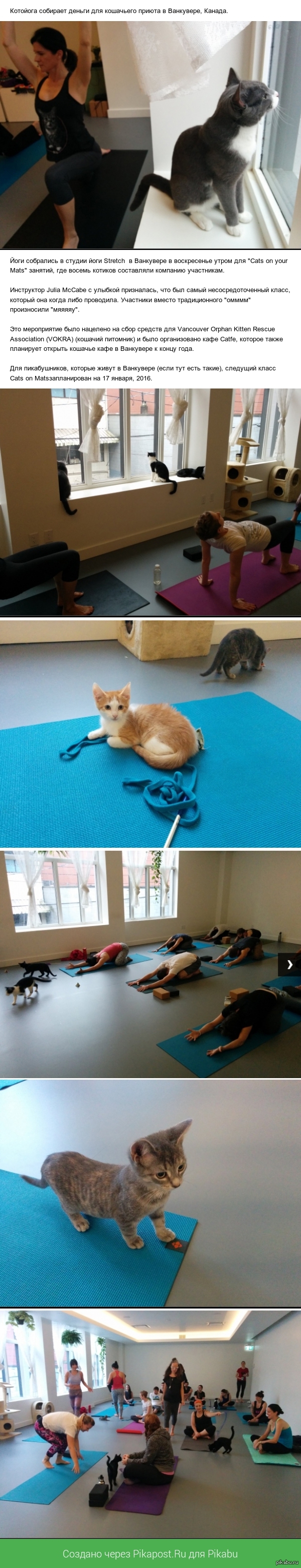        http://www.cbc.ca/news/yoga-with-cats-raises-money-for-orphaned-kitties-1.3236272