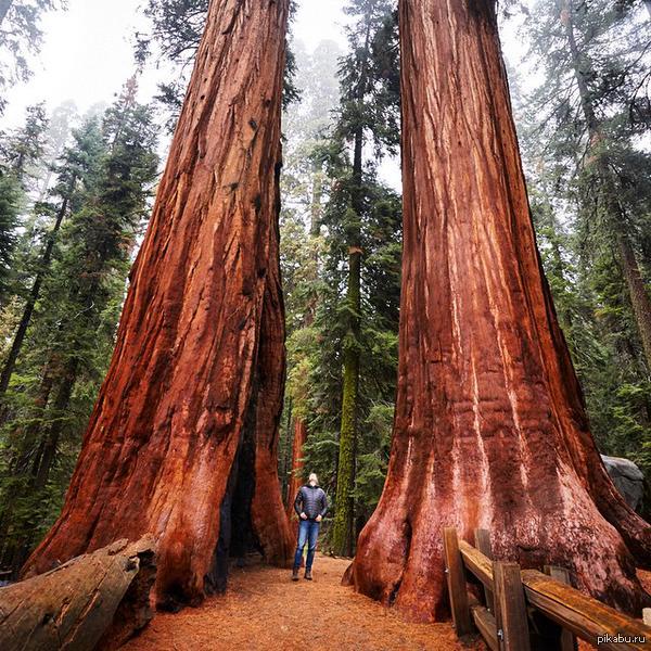 Высокое дерево в мире. Секвойя дерево высота. Секвойя 2000 лет. Самое старое дерево Секвойя Калифорния. Секвойя Титан дель Норте.