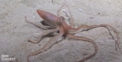Осьминог Octopus kaurna создает зыбучий песок для быстрого исчезновения Для этого он выпускает в песок морского дна реактивные струи воды, чтобы образовать зыбучий песок.