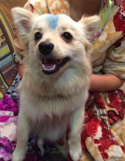 Вот такую собачку подобрали на улице