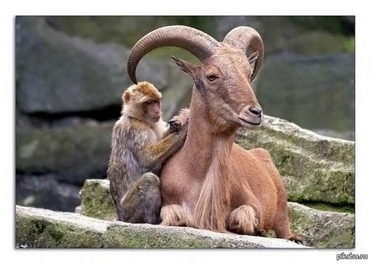 ������ ��������� � ��������