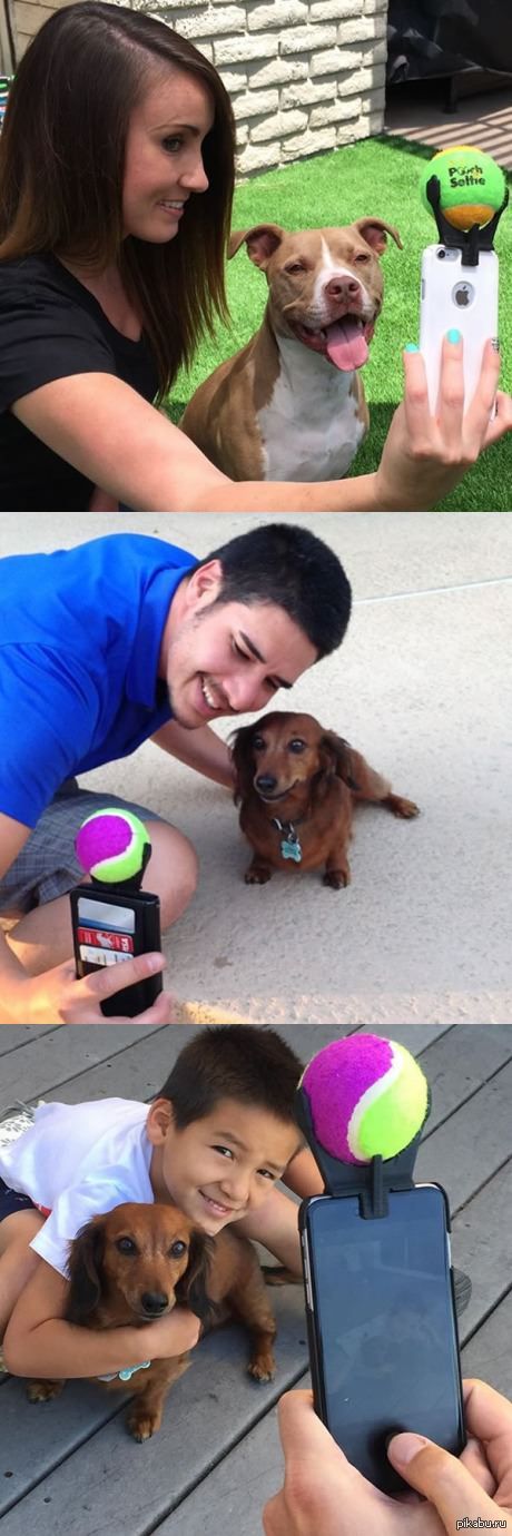 Как заставить собаку смотреть в камеру