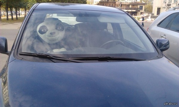 Просто панда сидит в машине.