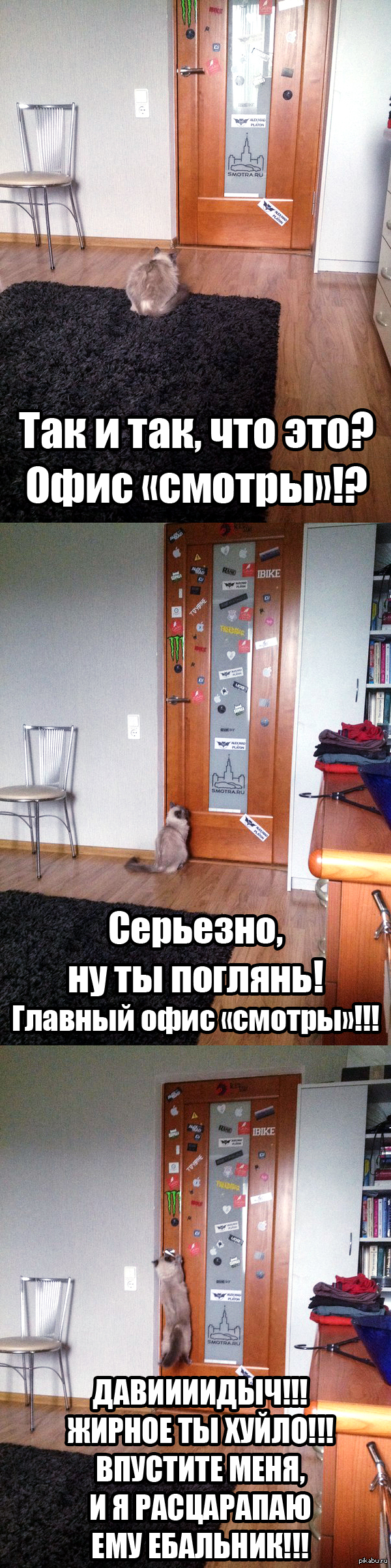 Кошка Антона Воротникова