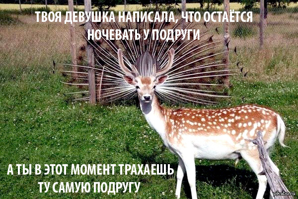      <a href="http://pikabu.ru/story/udachnyiy_rakurs_3675374">http://pikabu.ru/story/_3675374</a>