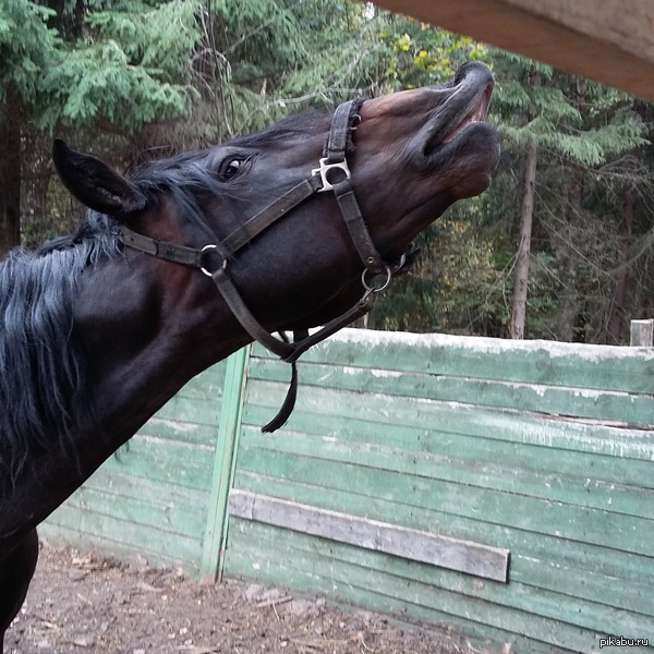 Забавная морда