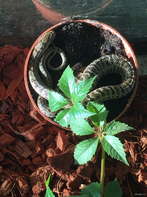 А у меня нет котейки!