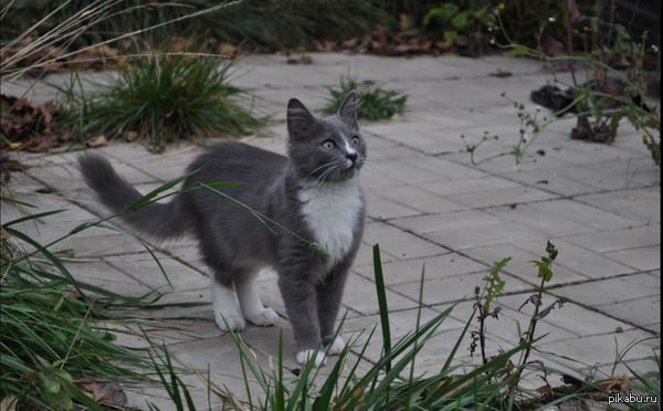 ����� �������. ��������.