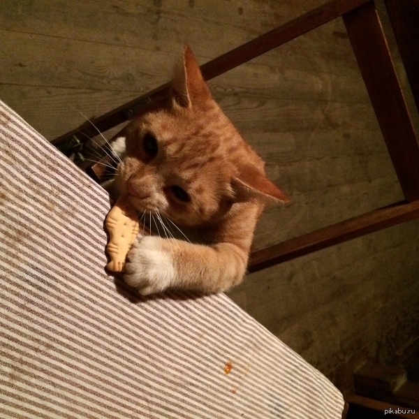 ���������� �������)