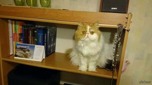 Почти как плюшевый