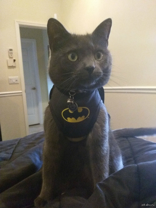 Batcat