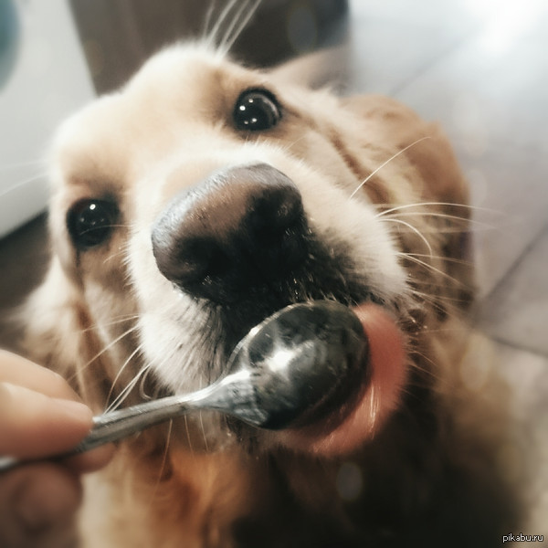 Ralph loves breakfast because he gets a spoonful of honey afterwards. - Dog, Milota, Honey