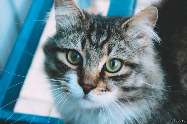 ��� ����� ������� ��������