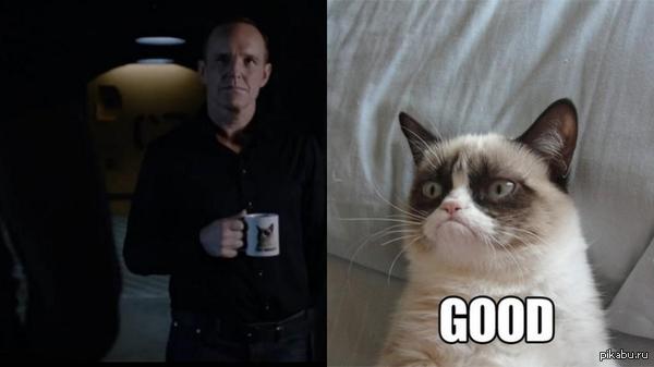 Grumpy cat   