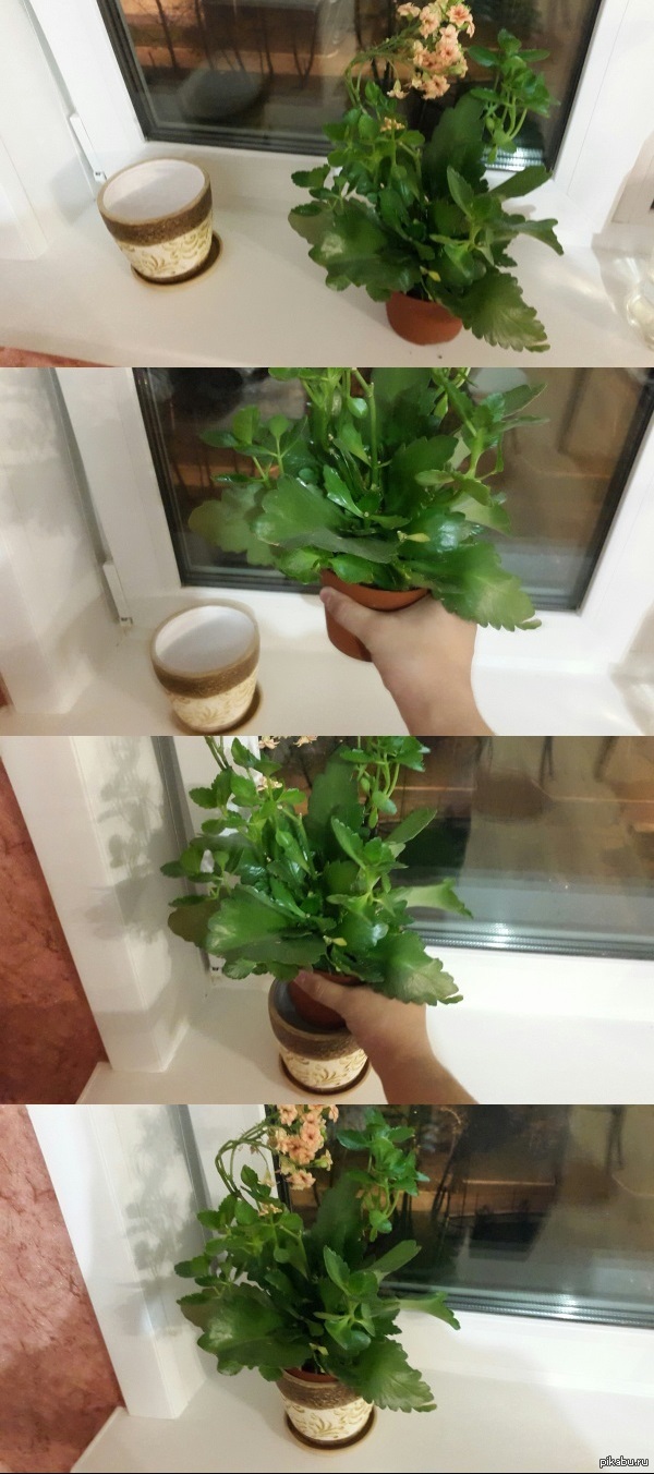 Когда девушка попросила тебя пересадить цветок