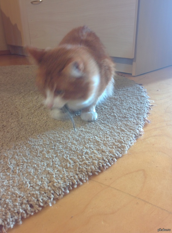 Кот, мышь, и удивление! | Пикабу