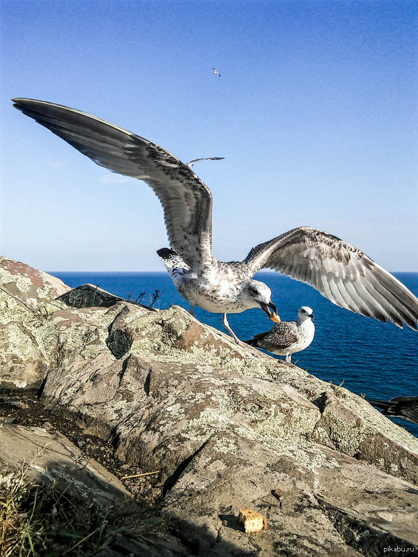 Может чайку?