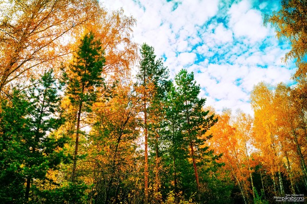 Какая же осень красивая, без дождя.