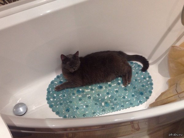 А где ваша кошка любит спать?