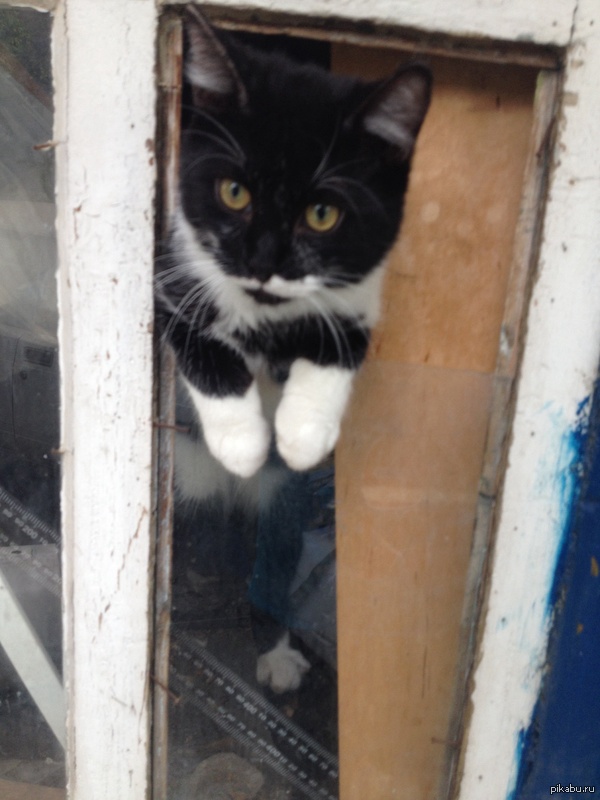 Беглец | Пикабу