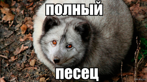 вот так выглядит полный песец. Смотреть фото вот так выглядит полный песец. Смотреть картинку вот так выглядит полный песец. Картинка про вот так выглядит полный песец. Фото вот так выглядит полный песец вот так выглядит полный песец. Смотреть фото вот так выглядит полный песец. Смотреть картинку вот так выглядит полный песец. Картинка про вот так выглядит полный песец. Фото вот так выглядит полный песец